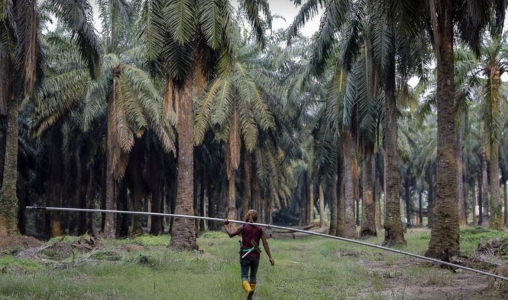 Drones That Do the Work of 500 Farmers Are Transforming Palm Oil – ARPAS UK